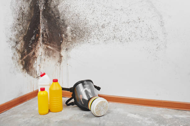 Best Residential Mold Removal  in Summit, AZ