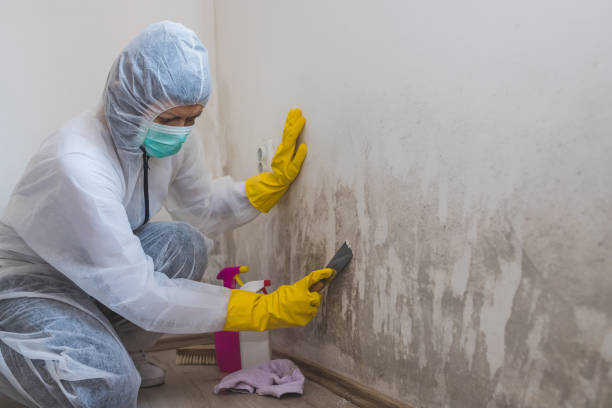 Professional Mold Removal in Summit, AZ