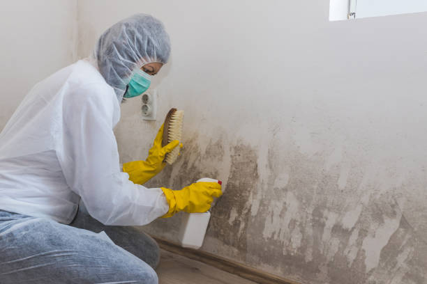 Best Mold Damage Repair  in Summit, AZ