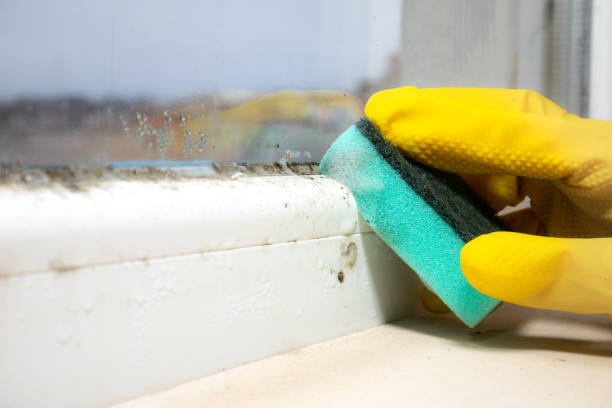 Best Mold Damage Repair  in Summit, AZ