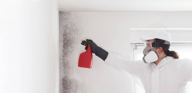 Professional Mold Removal in Summit, AZ